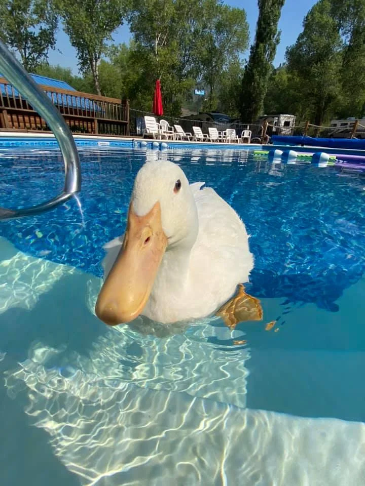 Duck Pool